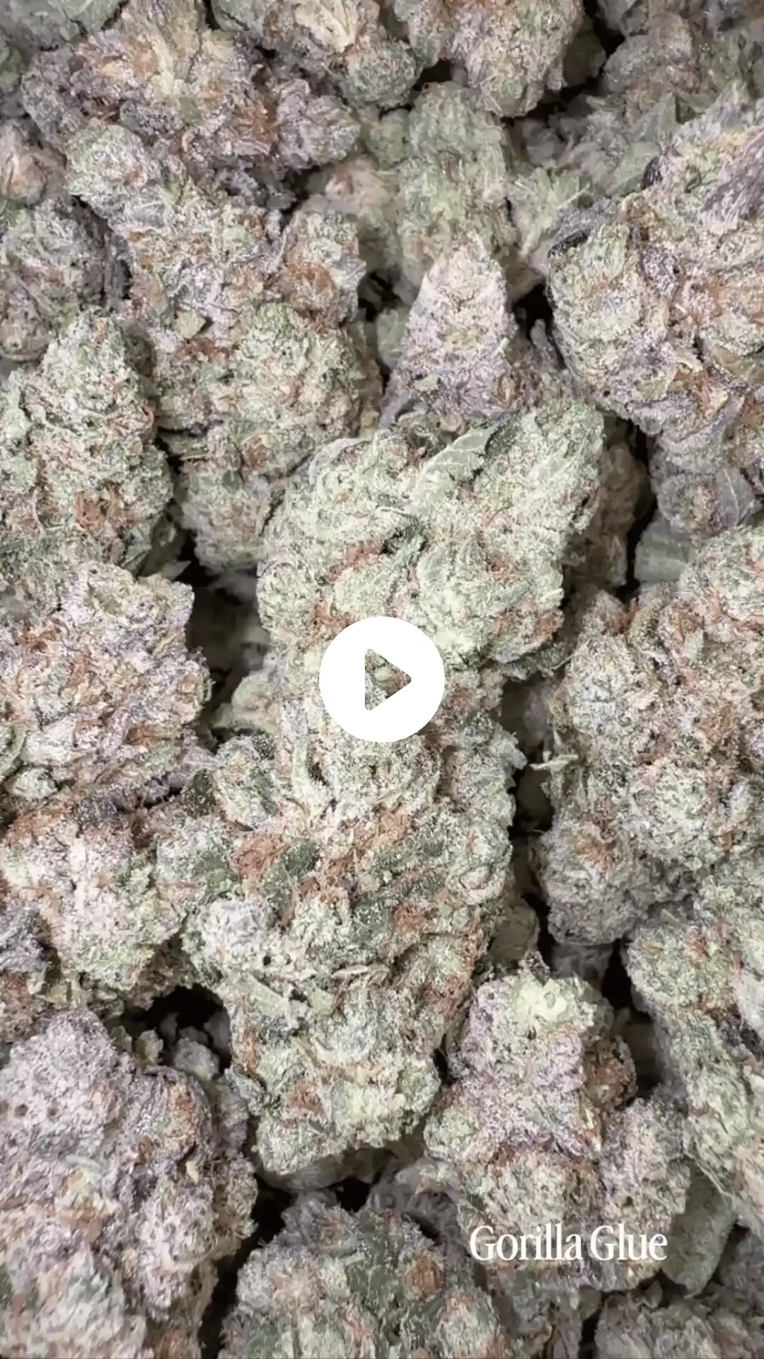 Gorilla Glue Image