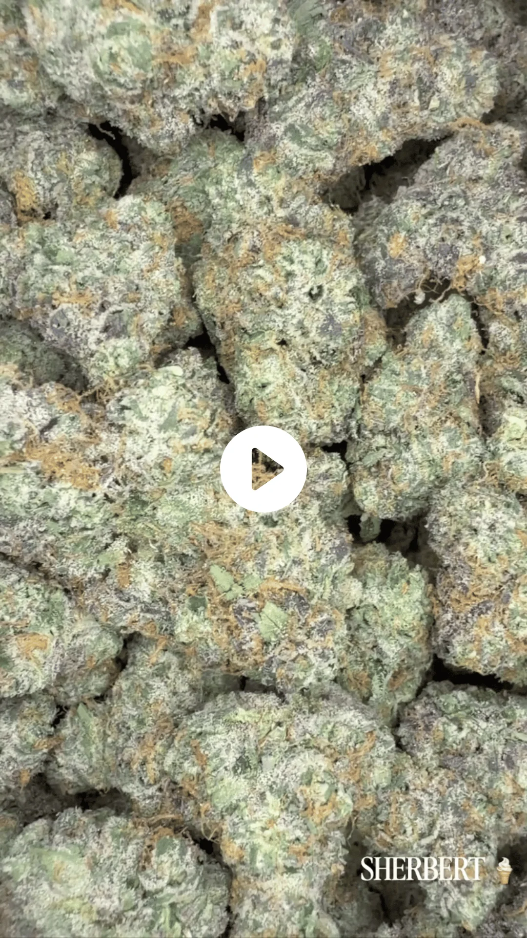 Sherbert
